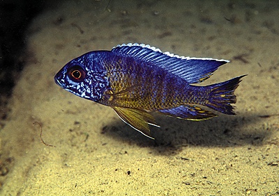 Aulonocara stuartgranti 'Ntumba'